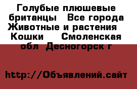 Голубые плюшевые британцы - Все города Животные и растения » Кошки   . Смоленская обл.,Десногорск г.